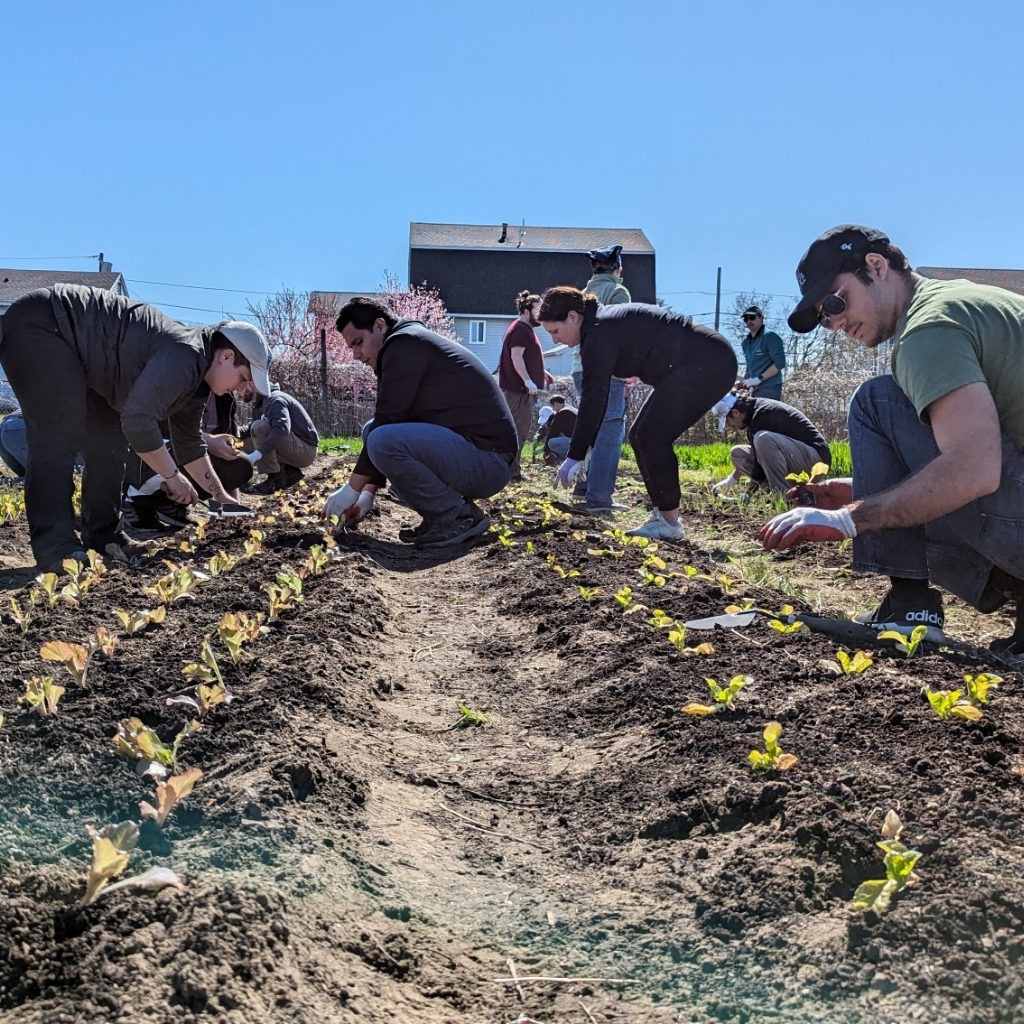  A group of volunteers plant seedlings in a community garden.